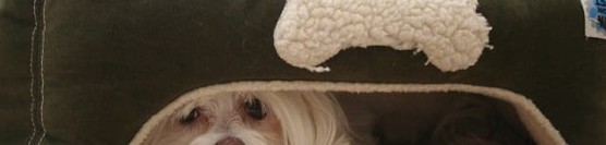 Protecting Your Precious Pets from Peril
